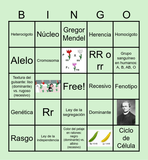 Bingo Mendeliano Bingo Card