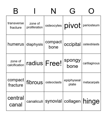 Skeletal System Bingo Card