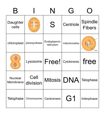 Gilchrist Cell Cycle & Mitosis Bingo Card