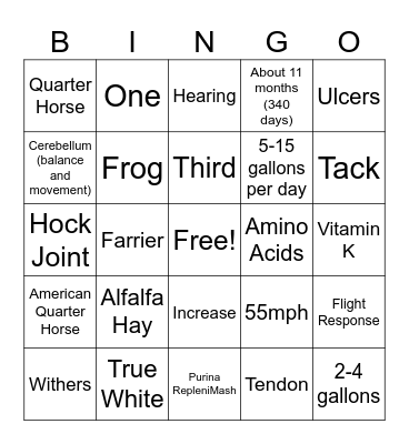 Equine Bingo! Bingo Card
