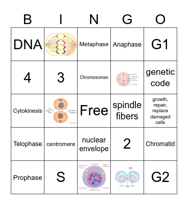 The Cell Cycle Bingo Card