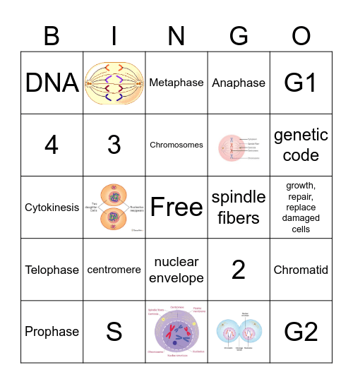 The Cell Cycle Bingo Card