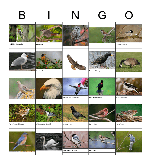 Bird Bingo Card