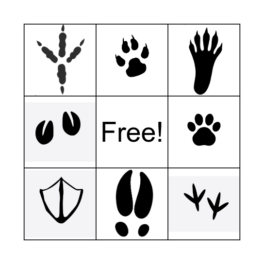 UK Animal tracks Bingo Card