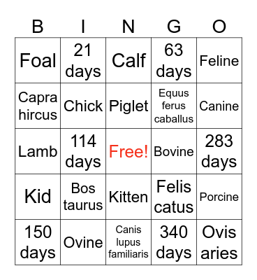 Know Your Animals! Bingo Card
