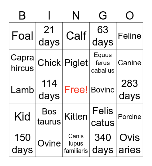 Know Your Animals! Bingo Card