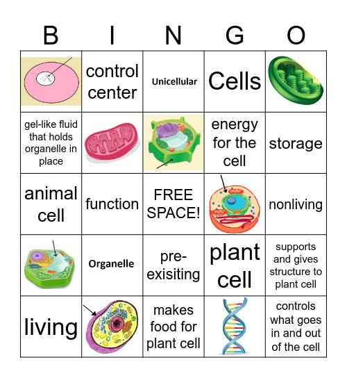 CELLS Bingo Card
