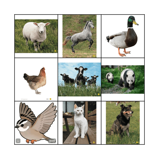 动物 Bingo Card