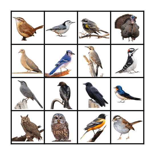 Missouri Bird Bingo Card