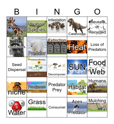 FOOD WEB BINGO Card