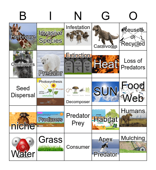 FOOD WEB BINGO Card