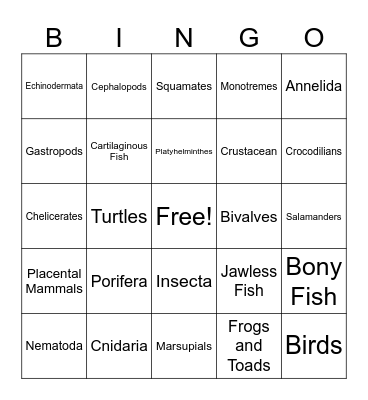 Animal Phylum Bingo Card
