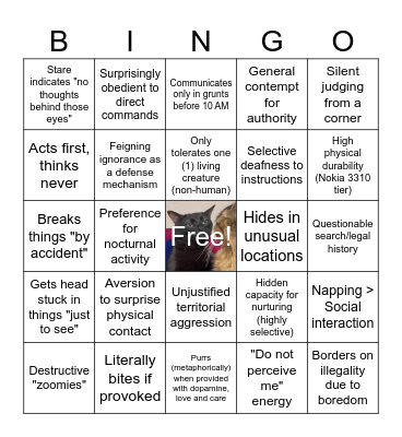 black cat energy Bingo Card