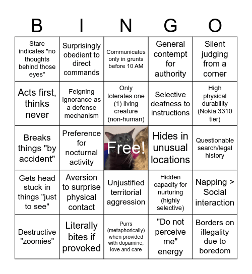 black cat energy Bingo Card